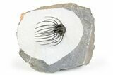 Rare, Spiny Heliopeltis Trilobite - Issoumour, Morocco #255447-3